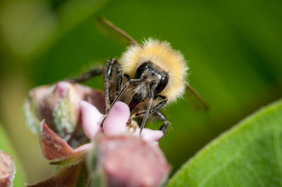Esker Aug 2014 48.JPG