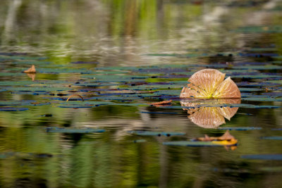 Halfway Lake 36.jpg