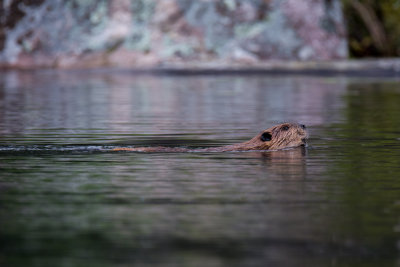 Halfway Lake 73.jpg