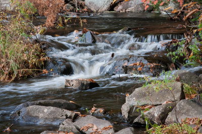Landscape & Wildlife