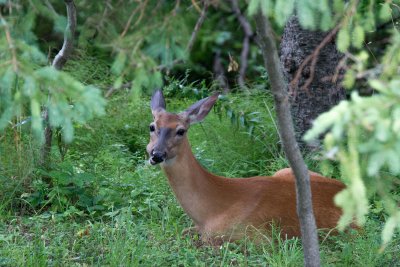 Manitoulin-18.jpg