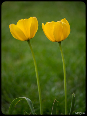 Two Tulips