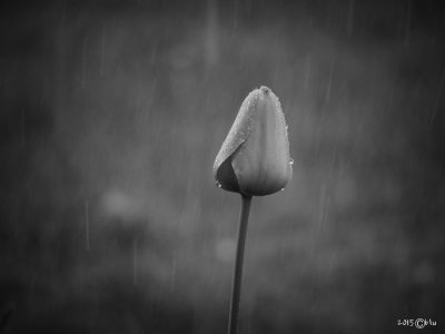 Rainy Day Tulip