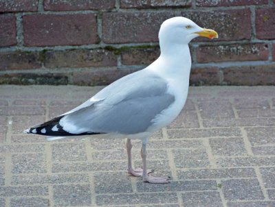 Katwijk, 2013.jpg