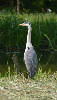 Oud Verlaat, reiger, 2013.jpg