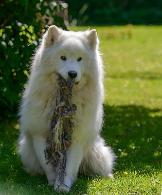 SAMOYED