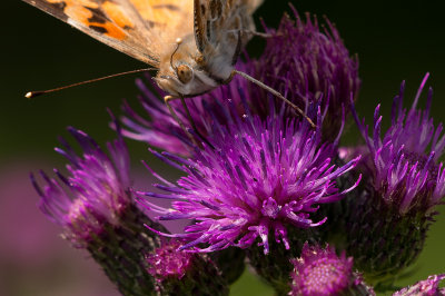 DSC_9998Tidselsommerfugl  