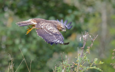 DS1_3900 Buteo buteo