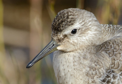 DS1_2988 Red Knot