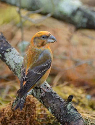 DS1_5307 Parrot Crossbill - male 