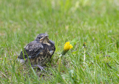 small_birds