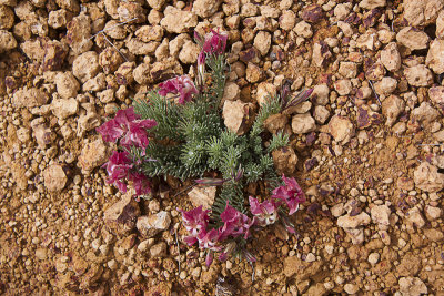 Wreath Leschenaultia web.jpg