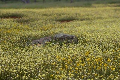 Yellow Everlastings web.jpg