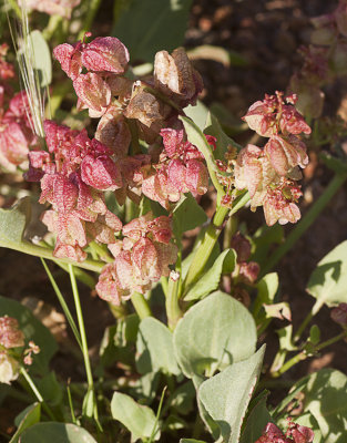 Wildflowers of 2013