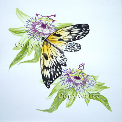 Butterfly  Passion Flowers