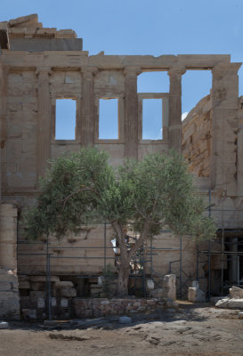 Athena's olive tree