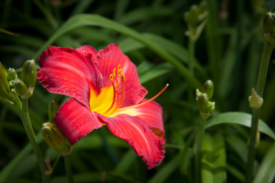 Flowers on the grounds......