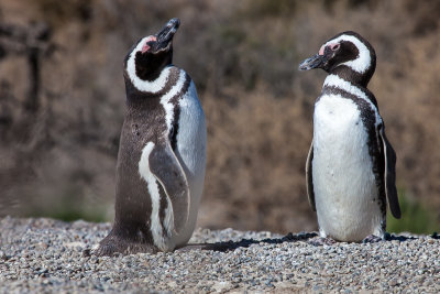 Magellanic penguins come to this site to incubate their eggs, and prepare their offspring for migration