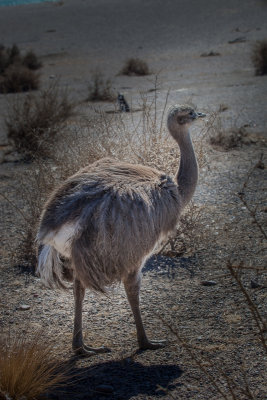 The bird is a Choique or Darwins Rea in the ostrich family