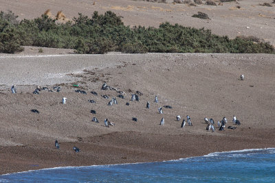 Most penguins have already migrated north