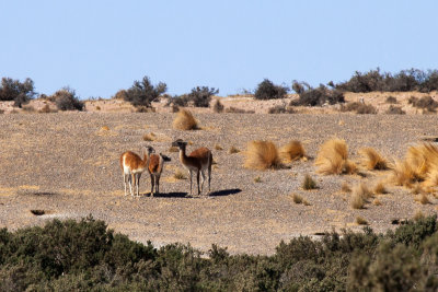 These are Guanacos or Patagonian Llamas