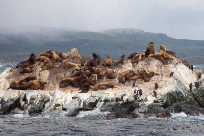 There were numerous rocks where seals were hanging out