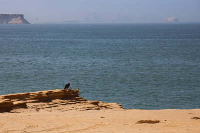 A Condor keeps watch