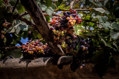 The grapes are ready