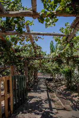 Most of the vines are on an overhead trellis