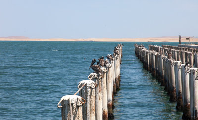 Pelicans and other birds behind the ship