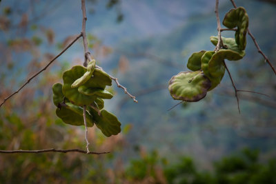 The Guanacaste Evergreen is nicknamed the Ear Tree due to the shape of its seed pods 