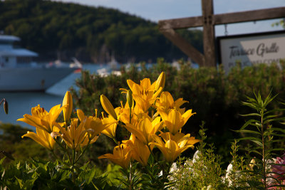 Flowers at Bar Harbor Inn