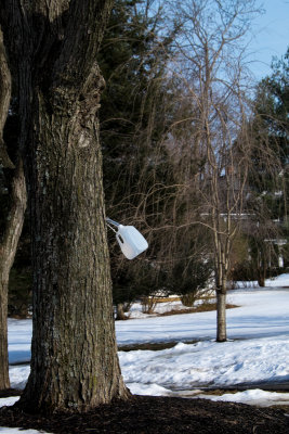 Maple sap in Maryland
