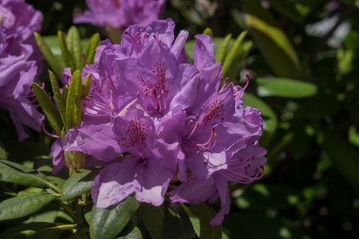 Pretty flowers