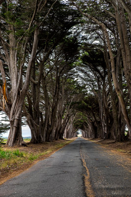  Cypressover a lane