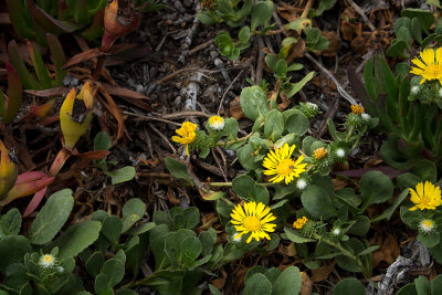 Point Reyes area