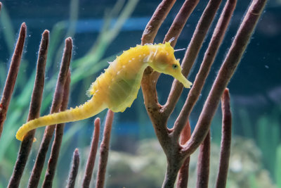 Seahorse breeding program