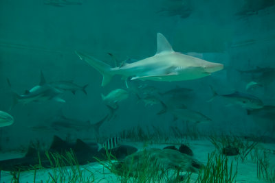 A shark exhibit