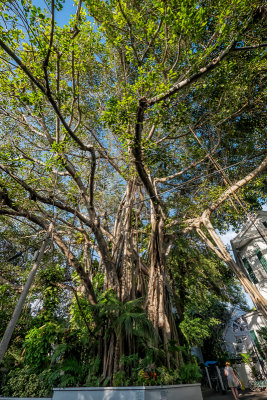 Banyan tree