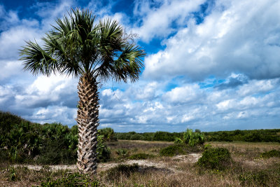 Stately palm