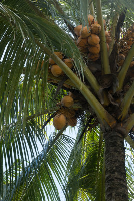Lots of coconuts above us