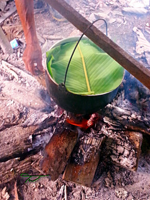 Ayahuasca Brew