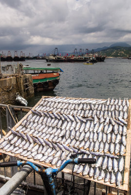 sun dried salted fish 