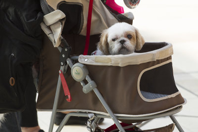 Shih Tzu inside a stroller 