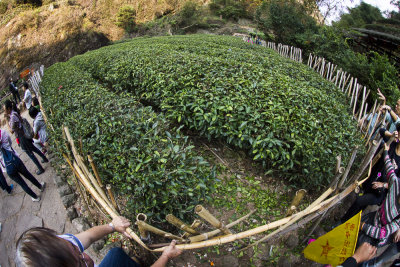 Wuyi Rock Tea Plantation 