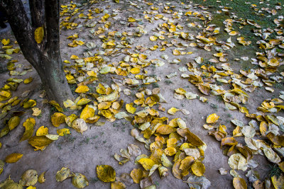 Fallen Leaves 