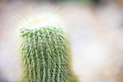 another cactus 
