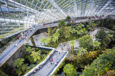 Cloud Forest from elevated bridge 