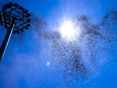 Thousands of Balloons Released 