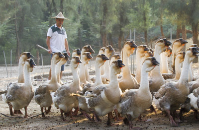 Lion Head Goose 